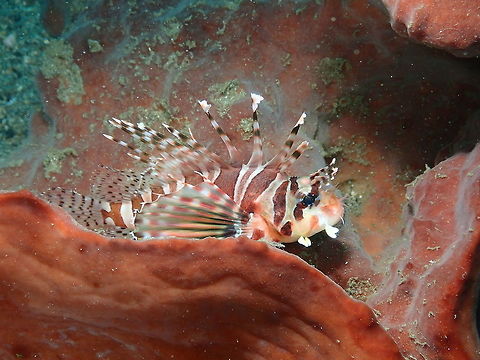 Dendrochirus_zebra  Dendrochirus zebra,Geotagged,Indonesia,Spring,Zebra lionfish