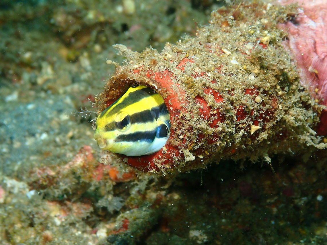 Meiacanthus grammistes - Combtooth blenny Bianca, Lembeh. Geotagged,Indonesia,Meiacanthus grammistes,Spring