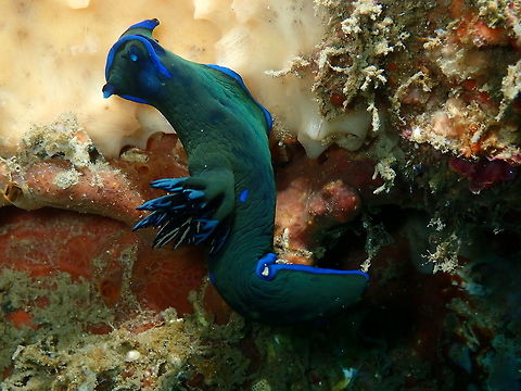 Tambja morosa - Gloomy Nudibranch Bianca, Lembeh. Geotagged,Gloomy Nudibranch,Indonesia,Spring,Tambja morosa