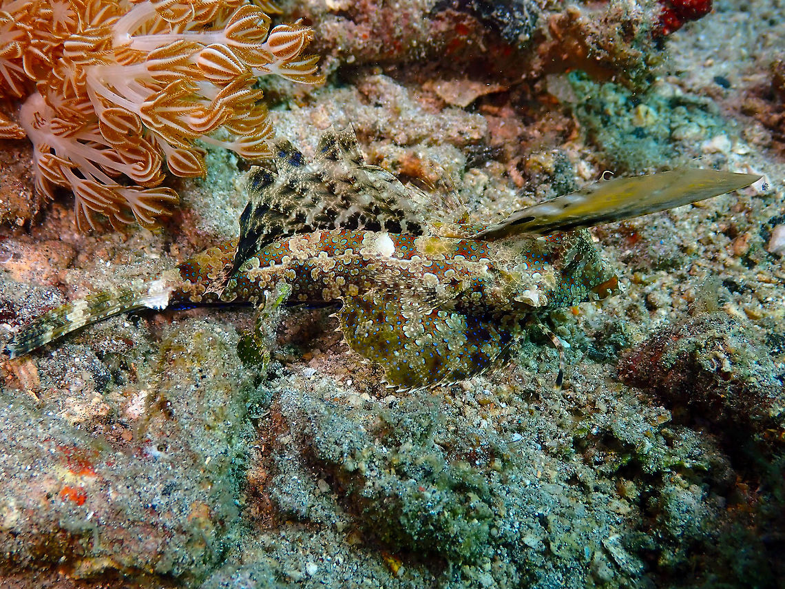 Dactylopus kuiteri- Kuiter's Dragonet Bianca, Lembeh. Another &#039;find the fish&#039; picture. Dactylopus kuiteri,Geotagged,Indonesia,Kuiter's dragonet,Spring