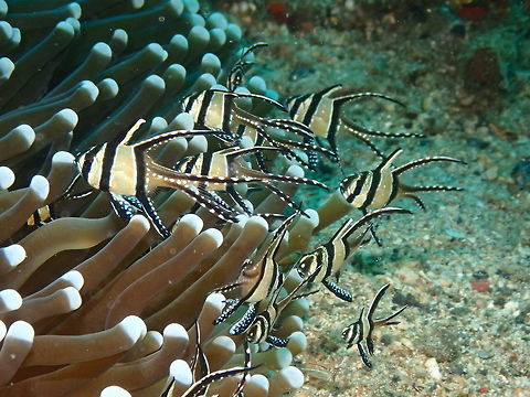 Pterapogon kauderni- Banggai Cardinalfish Bianca, Lembeh. Banggai cardinalfish,Geotagged,Indonesia,Pterapogon  kauderni,Spring