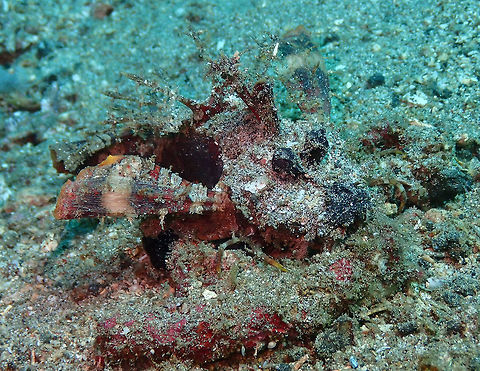 Inimicus didactylus- Demon Stinger Bianca, Lembeh. Another well camouflaged case. Devil stinger,Geotagged,Indonesia,Inimicus didactylus,Spring
