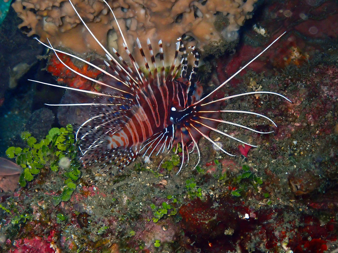 Spotfin Lionfish (Pterois antennata) Bianca, Lembeh. Geotagged,Indonesia,Pterois antennata,Spotfin lionfish,Spring