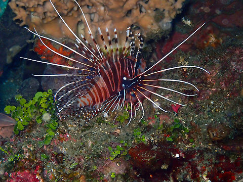 Spotfin Lionfish (Pterois antennata) Bianca, Lembeh. Geotagged,Indonesia,Pterois antennata,Spotfin lionfish,Spring