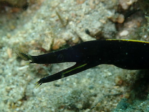 Rhinomuraena_quaesita - Ribbon Eel juvenile Bianca, Lembeh. Geotagged,Indonesia,Rhinomuraena quaesita,Ribbon eel,Spring