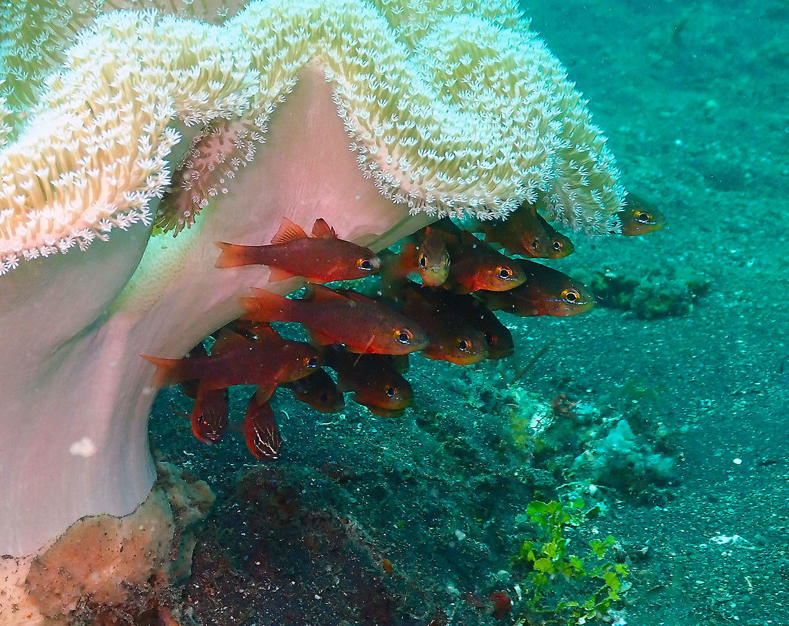 Moluccan Cardinalfish (Apogon moluccensis) Air Prang, Lembeh. Apogon moluccensis,Geotagged,Indonesia,Moluccan Cardinalfish,Spring