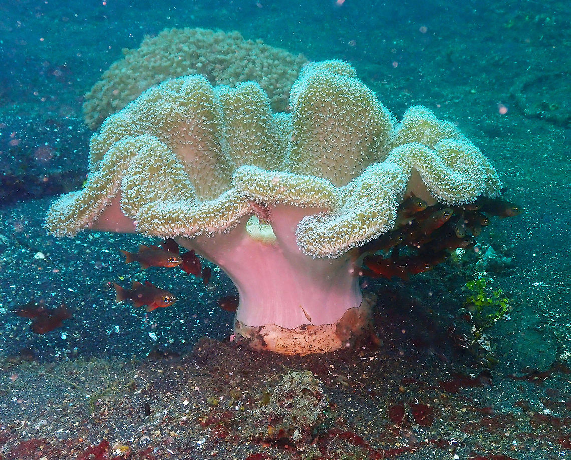 Sarcophyton glaucum - Rough Leather Coral Air Prang, Lembeh. Geotagged,Indonesia,Sarcophyton glaucum,Spring,sarcophyton glaucum