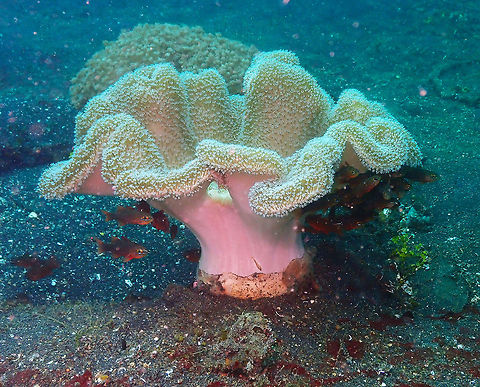 Sarcophyton glaucum - Rough Leather Coral Air Prang, Lembeh. Geotagged,Indonesia,Sarcophyton glaucum,Spring,sarcophyton glaucum