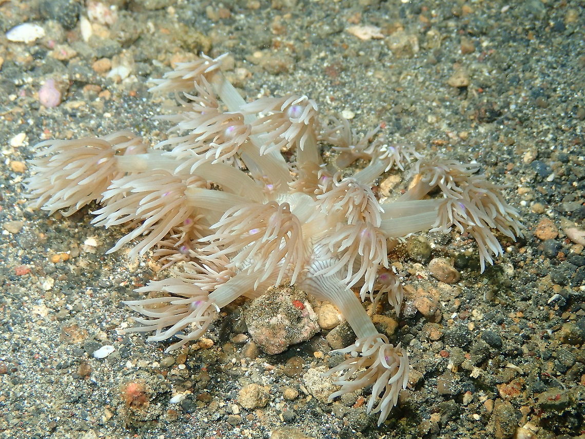 Goniopora pendulus Coral Kareko Batu, Lembeh.<br />
 Geotagged,Goniopora pendulus,Indonesia,Lembeh,Organ pipe coral,Pendulum Goniopora Coral,Spring,Tubipora,Tubipora musica,coral