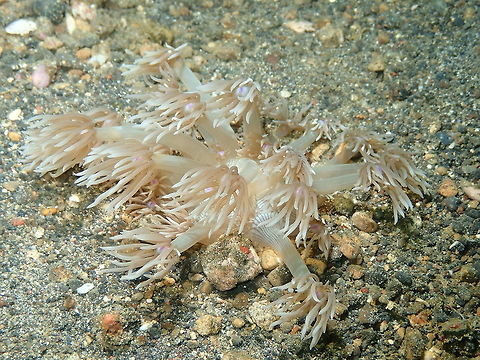 Goniopora pendulus Coral Kareko Batu, Lembeh.
 Geotagged,Goniopora pendulus,Indonesia,Lembeh,Organ pipe coral,Pendulum Goniopora Coral,Spring,Tubipora,Tubipora musica,coral