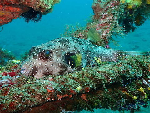 Arothron hispidus-closer view Bianca, Lembeh. Another close up of the sleeping beauty. Arothron hispidus,Geotagged,Indonesia,Spring,White-spotted puffer