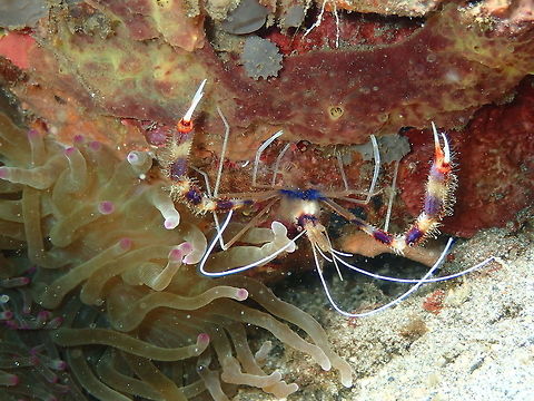 Banded Coral Shrimp - Stenopus hispidus Bianca, Lembeh. Banded coral shrimp,Geotagged,Indonesia,Spring,Stenopus hispidus
