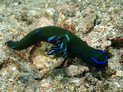 Gloomy nudibranch - Tambja morosa Bianca, Lembeh. Geotagged,Gloomy Nudibranch,Indonesia,Spring,Tambja morosa