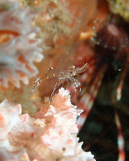 Urocaridella antonbruunii - Clear Cleaner Shrimp Bianca, Lembeh. Geotagged,Indonesia,Spring,Urocaridella antonbruunii