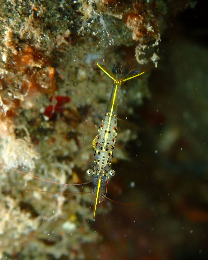 Urocaridella degravei Bianca, Lembeh.<br />
It is a very newly described species. For a few years it was described as Urocardiella sp. 3 or C but now it has its own name! Aroow Cleaner Shrimp,Geotagged,Indonesia,Lembeh,Spring,Urocaridella,Urocaridella degravei,shrimp