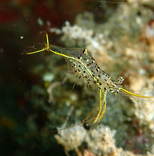 Urocaridella degravei Bianca, Lembeh.
Just a side view of this newlyd escribed species of the Urocaridella genus. They are a tiny-winy 2.5 cm in size. This one, same as in previous posting, seems to have a brood inside. Aroow Cleaner Shrimp,Geotagged,Indonesia,Spring,Urocaridella degravei