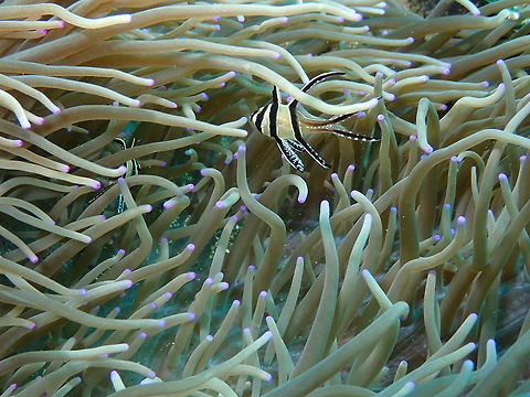 Pterapogon kauderni- Banggai Cardinalfish Bianca, Lembeh. Banggai cardinalfish,Geotagged,Indonesia,Pterapogon  kauderni,Spring
