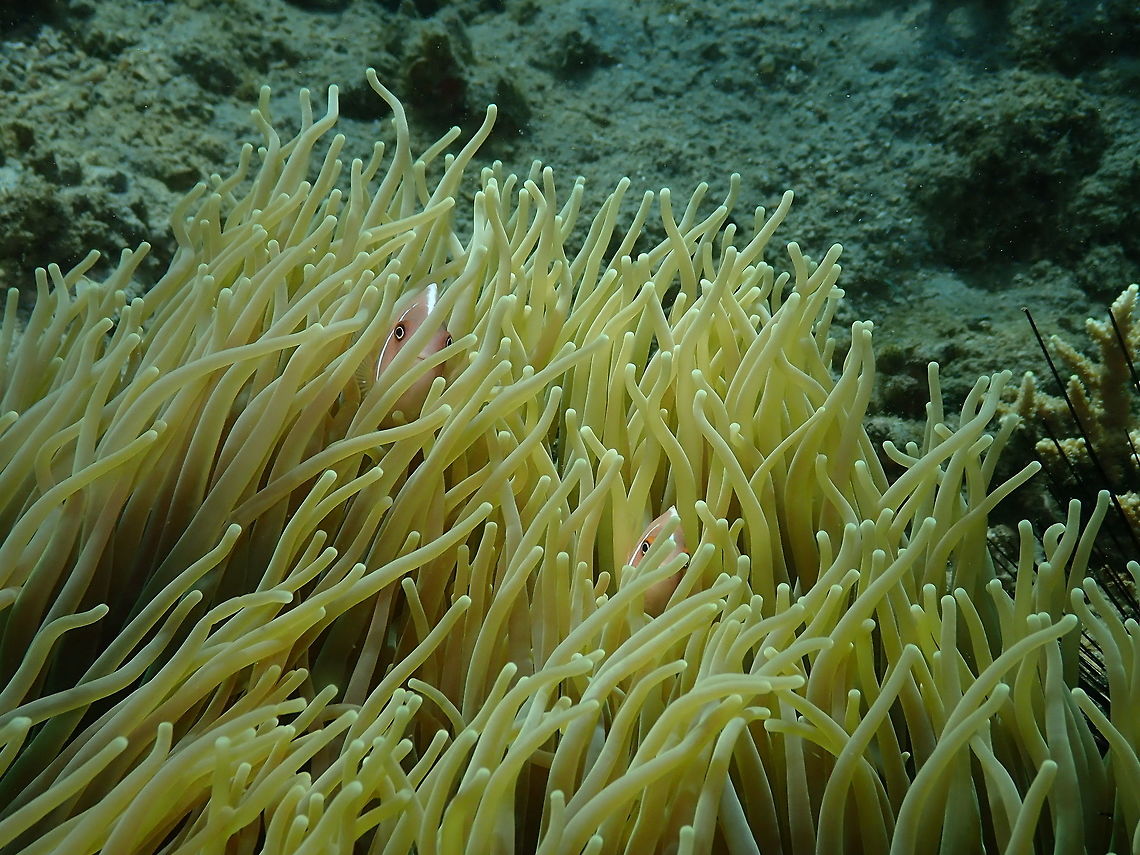 Do you think they see us?? Amphiprion perideraion - Bianca, Lembeh. Amphiprion perideraion,Geotagged,Indonesia,Pink skunk clownfish,Spring