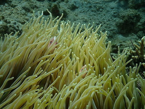 Do you think they see us?? Amphiprion perideraion - Bianca, Lembeh. Amphiprion perideraion,Geotagged,Indonesia,Pink skunk clownfish,Spring