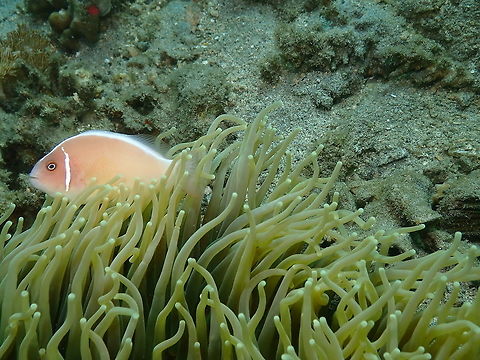 Amphiprion perideraion - Pink skunk clownfish Bianca, Lembeh. Amphiprion perideraion,Geotagged,Indonesia,Pink skunk clownfish,Spring