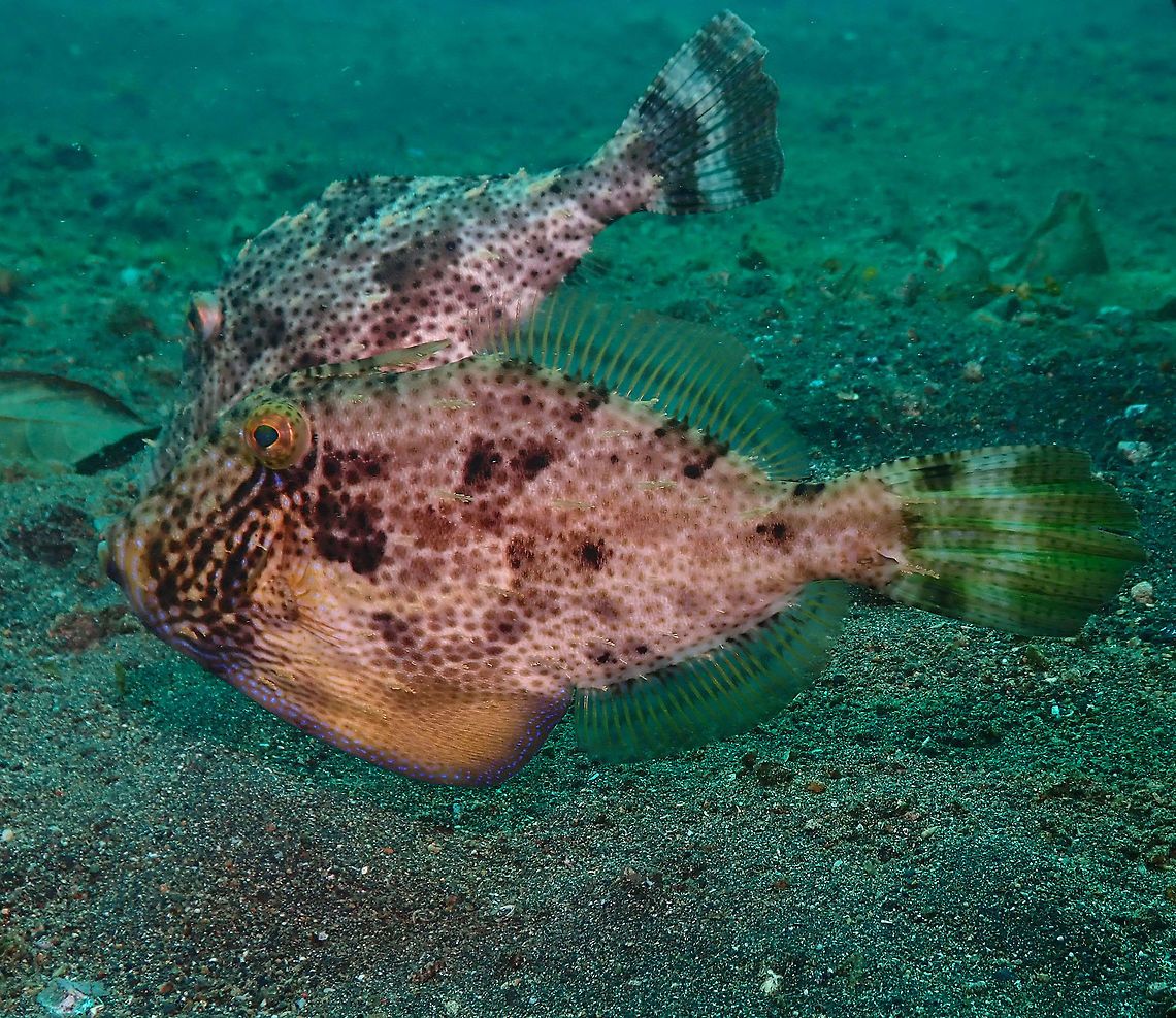 Pseudomonacanthus macrurus - Strap-weed filefish Jahir, Lembeh. A couple with the male in front. Geotagged,Indonesia,Pseudomonacanthus macrurus,Spring,Strap-weed filefish