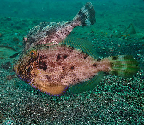 Pseudomonacanthus macrurus - Strap-weed filefish Jahir, Lembeh. A couple with the male in front. Geotagged,Indonesia,Pseudomonacanthus macrurus,Spring,Strap-weed filefish
