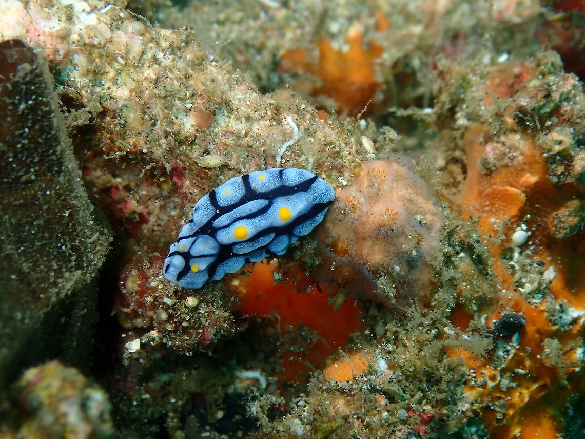 Phyllidia varicosa Bianca, Lembeh. Geotagged,Indonesia,Phyllidia varicosa,Spring