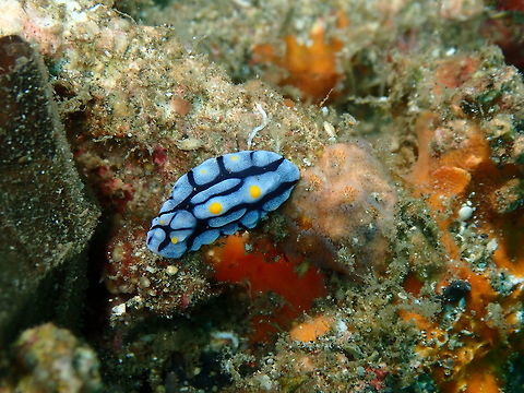 Phyllidia varicosa Bianca, Lembeh. Geotagged,Indonesia,Phyllidia varicosa,Spring