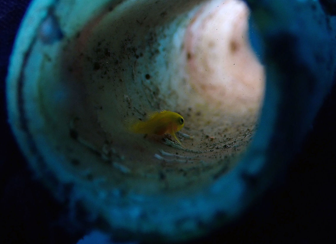 Light at the end of the tunnel Lubricogobius exiguus.<br />
Madidir I, Lembeh. Geotagged,Golden Goby,Indonesia,Lubricogobius exiguus,Spring