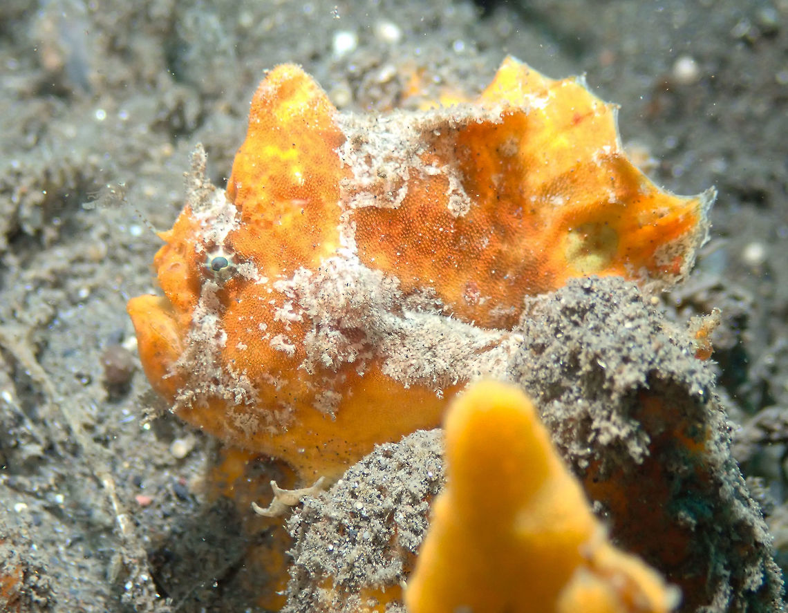 Spotfin frogfish (Antennatus nummifer) Madidir I, Lembeh.<br />
ID based on location plus lure shorter than second dorsal fin.<br />
(<a href="https://www.frogfish.ch/species-arten/Antennatus-nummifer.html)" rel="nofollow">https://www.frogfish.ch/species-arten/Antennatus-nummifer.html)</a> Antennatus nummifer,Geotagged,Indonesia,Spotfin frogfish,Spring