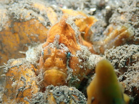 Spotfin Frogfish (Antennatus nummifer) - Frontal View Madidir I, Lembeh. Antennatus nummifer,Geotagged,Indonesia,Spotfin frogfish,Spring