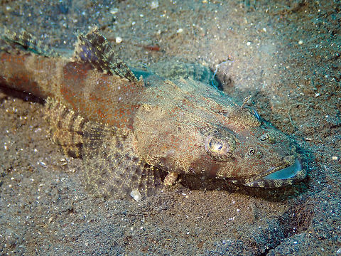 Horned Flathead - Thysanophrys carbunculus Madidir I, Lembeh. Geotagged,Horned Flathead,Indonesia,Spring,Thysanophrys carbunculus