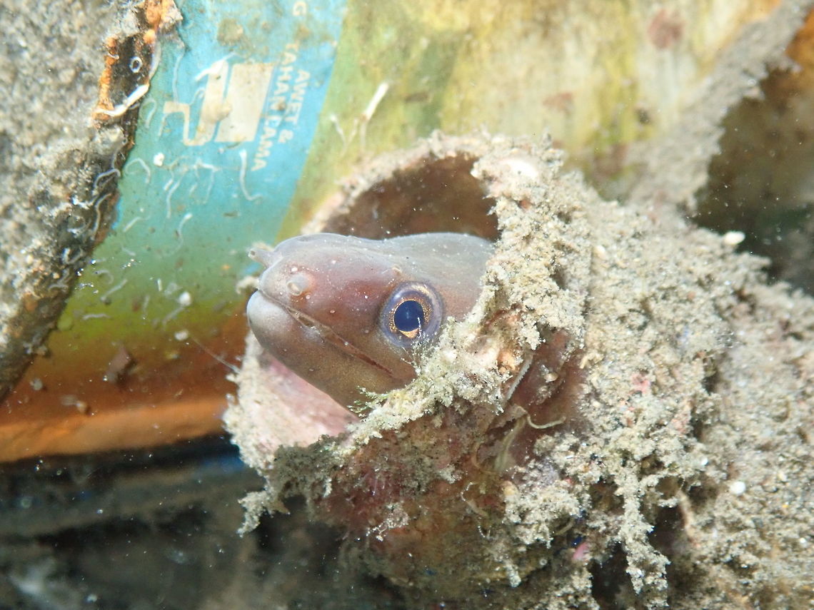Whitemargin moray (Gymnothorax albimarginatus) Madidir I, Lembeh. Also hiding in human trash...<br />
As it was inside a recipient I could not make a pic of the nice white dorsal band. Geotagged,Gymnothorax albimarginatus,Indonesia,Spring,Whitemargin moray eel