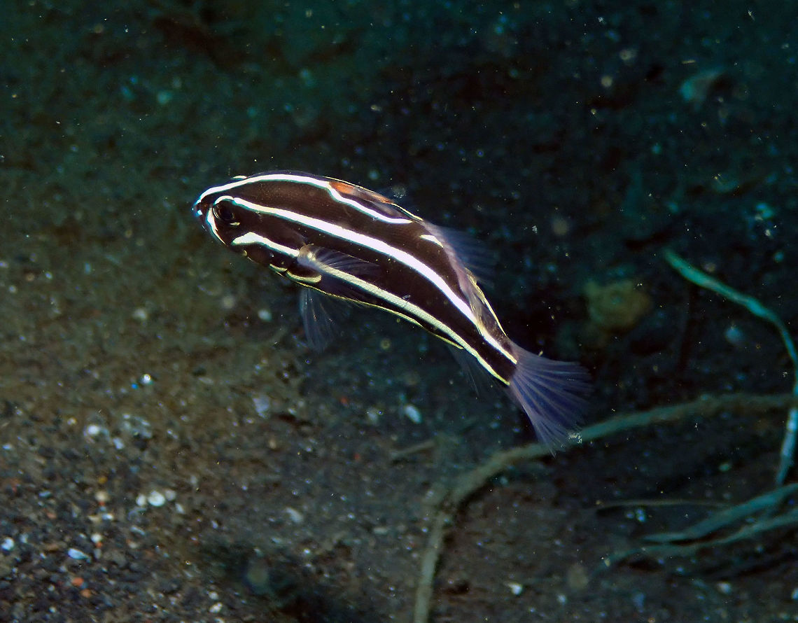 Ribboned sweetlips (Plectorhinchus polytaenia) - juvenile Madidir I, Lembeh. Geotagged,Indonesia,Plectorhinchus polytaenia,Ribboned sweetlips,Spring