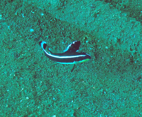 Painted sweetlips (Diagramma pictum) Madidir I, Lembeh. Diagramma pictum,Geotagged,Indonesia,Painted sweetlips,Spring