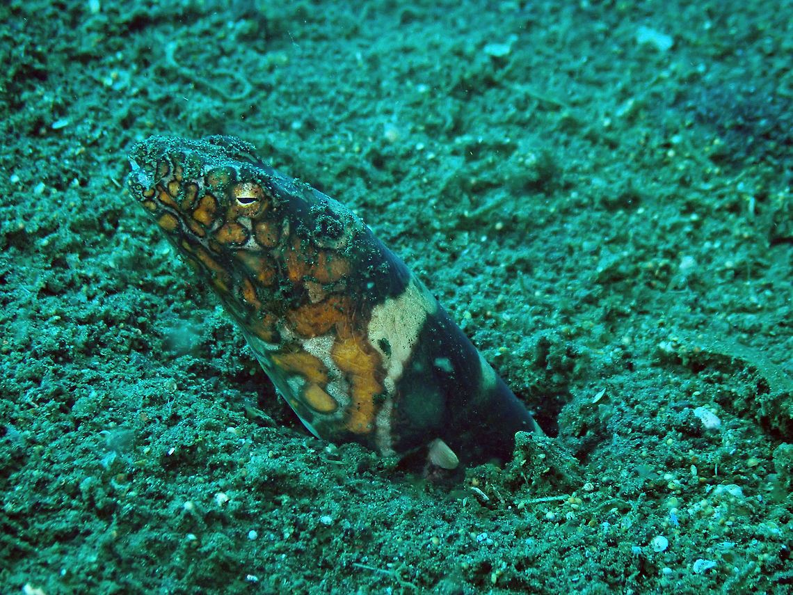 Napoleon Snake Eel (Ophichthus bonaparti) Madidir I, Lembeh. And a bit more of the body's view in the next posting:<br />
<figure class="photo"><a href="https://www.jungledragon.com/image/66273/napoleon_snake_eel_ophichthus_bonaparti.html" title="Napoleon Snake Eel (Ophichthus bonaparti)"><img src="https://s3.amazonaws.com/media.jungledragon.com/images/2298/66273_thumb.JPG?AWSAccessKeyId=05GMT0V3GWVNE7GGM1R2&Expires=1769040010&Signature=A4F7RnwjSwLUWgKgLP26gzZS03A%3D" width="200" height="158" alt="Napoleon Snake Eel (Ophichthus bonaparti) Madidir I, Lembeh. Geotagged,Indonesia,Napoleon snake eel,Ophichthus bonaparti,Spring" /></a></figure> Geotagged,Indonesia,Napoleon snake eel,Ophichthus bonaparti,Spring