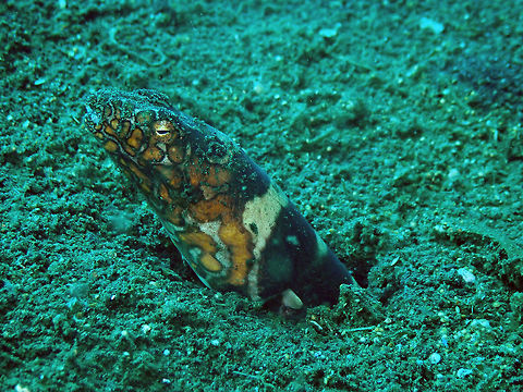 Napoleon Snake Eel (Ophichthus bonaparti) Madidir I, Lembeh. And a bit more of the body's view in the next posting:
https://www.jungledragon.com/image/66273/.html Geotagged,Indonesia,Napoleon snake eel,Ophichthus bonaparti,Spring
