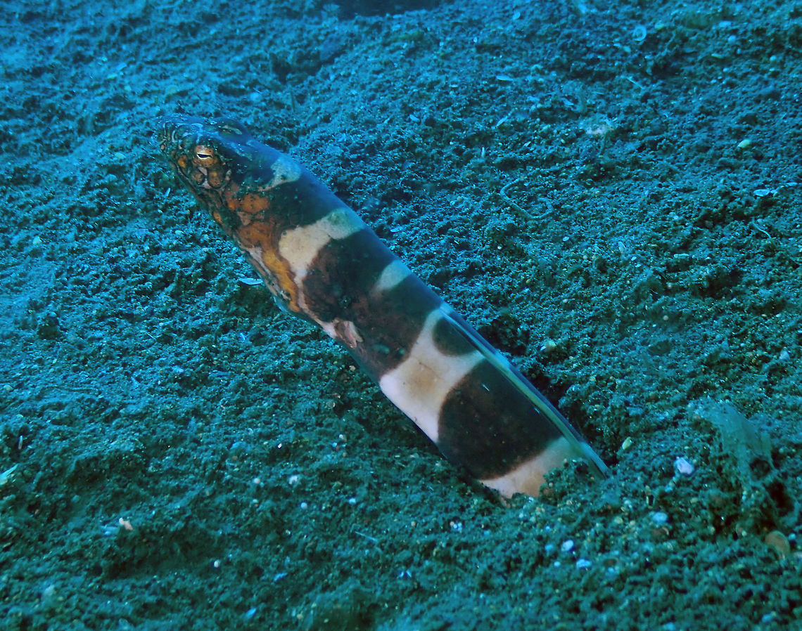 Napoleon Snake Eel (Ophichthus bonaparti) Madidir I, Lembeh. Geotagged,Indonesia,Napoleon snake eel,Ophichthus bonaparti,Spring