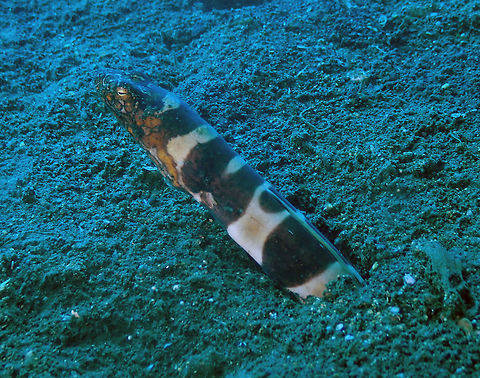 Napoleon Snake Eel (Ophichthus bonaparti) Madidir I, Lembeh. Geotagged,Indonesia,Napoleon snake eel,Ophichthus bonaparti,Spring