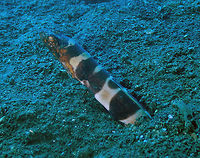 Napoleon Snake Eel (Ophichthus bonaparti) Madidir I, Lembeh. Geotagged,Indonesia,Napoleon snake eel,Ophichthus bonaparti,Spring