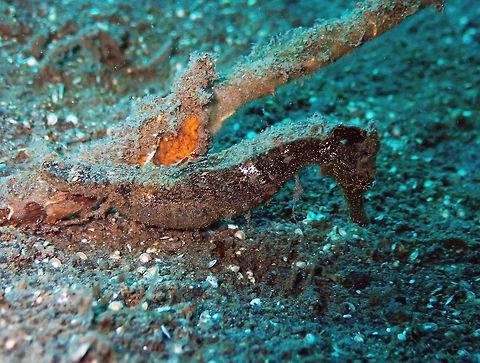 Common Seahorse - Hippocampus taeniopterus Madidir I, Lembeh.
I honestly am not sure if is H. taeniopterus or H. kuda. I have to check more references... Common Seahorse,Geotagged,Hippocampus taeniopterus,Indonesia,Spring