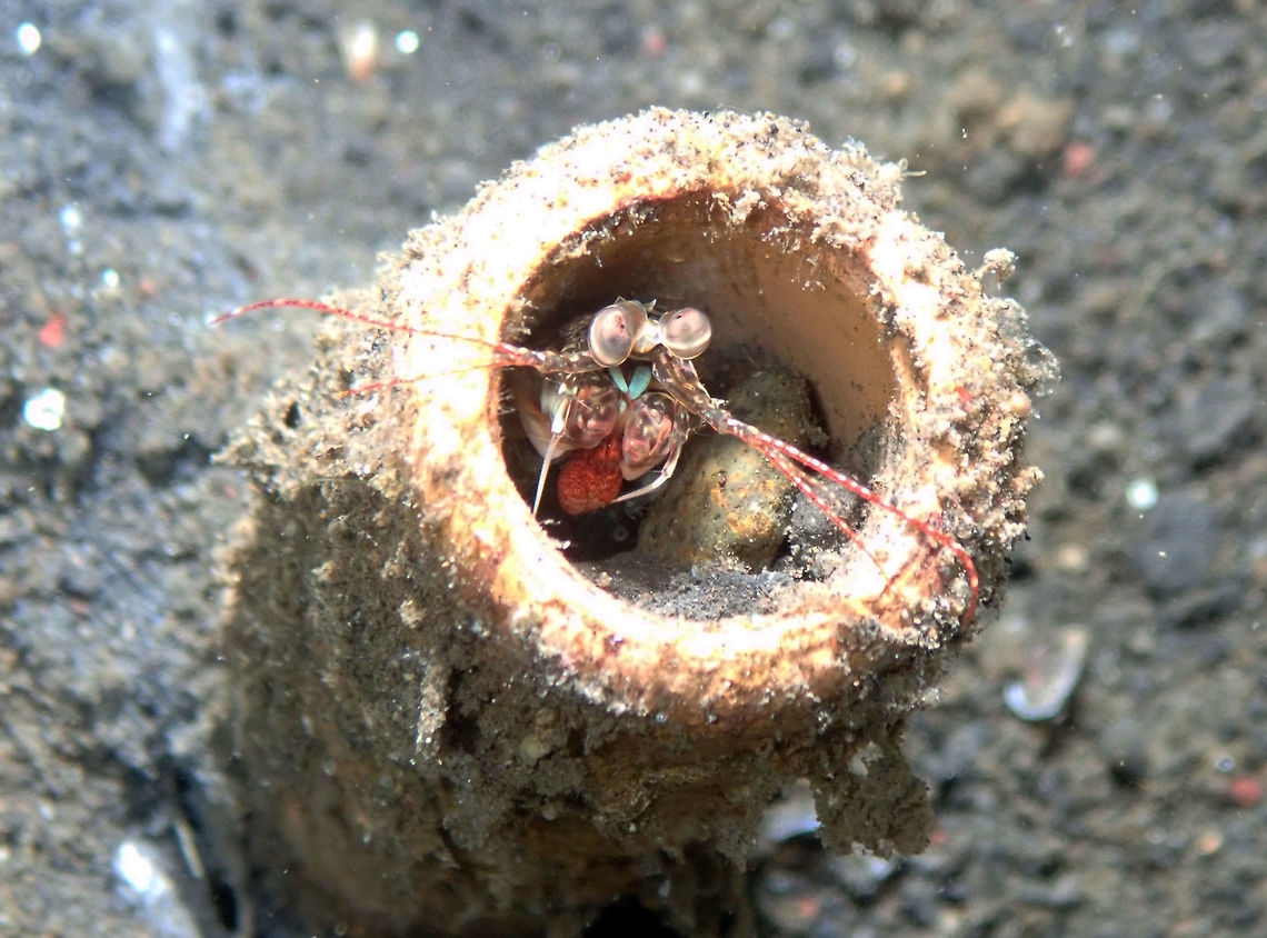Pink Eared Mantis Shrimp (Odontodactylus latirostris) Madidir I, Lembeh.<br />
In this case it really seemed that the mantis was hiding in a tube worm. I am not sure if the tube worm (probably Cerianthus sp. or related) was still alive and just retracted. Geotagged,Indonesia,Odontodactylus latirostris,Pink-Eared Mantis Shrimp,Spring