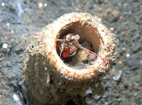 Pink Eared Mantis Shrimp (Odontodactylus latirostris) Madidir I, Lembeh.
In this case it really seemed that the mantis was hiding in a tube worm. I am not sure if the tube worm (probably Cerianthus sp. or related) was still alive and just retracted. Geotagged,Indonesia,Odontodactylus latirostris,Pink-Eared Mantis Shrimp,Spring