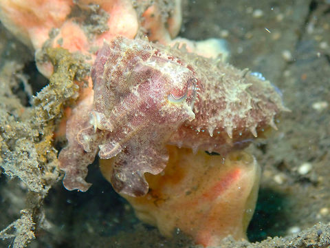 Broadclub cuttlefish (Sepia latimanus) Madidir I, Lembeh. Broadclub cuttlefish,Geotagged,Indonesia,Sepia latimanus,Spring