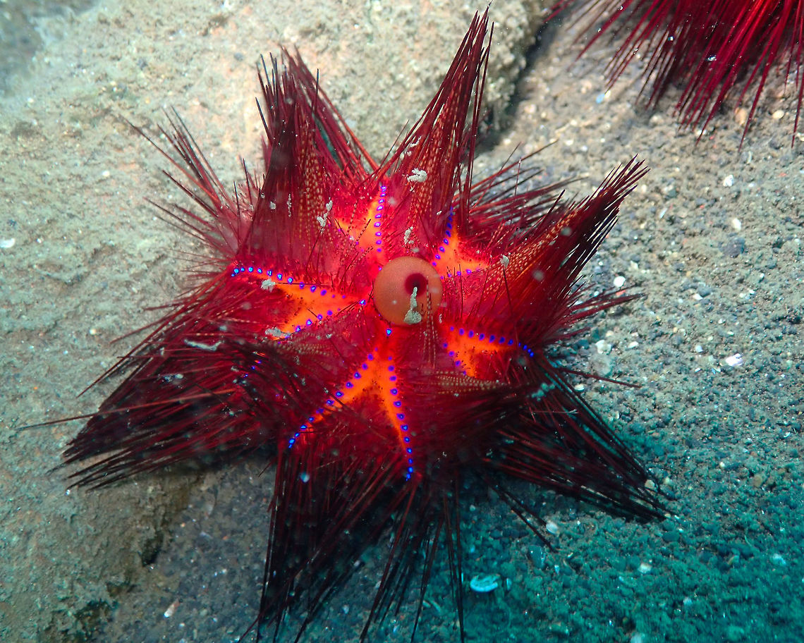 Red Urchin (Astropyga radiata) Madidir I, Lembeh.<br />
Another psychedelic sea urchin for the collection :-) Astropyga radiata,Geotagged,Indonesia,Red urchin,Spring