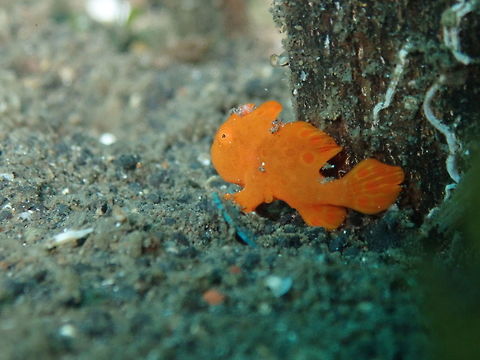 Painted Frogfish baby (Antennarius pictus) Madidir I. This tiny beauty was maybe 1-2 cm at the most. Antennarius pictus,Geotagged,Indonesia,Painted frogfish,Spring