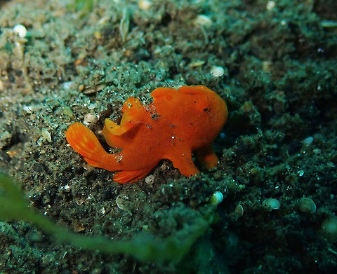 Painted Frogfish (Antennarius pictus) Madidir I, Lembeh.
Same baby, he was quite active, moving around. Antennarius pictus,Geotagged,Indonesia,Painted frogfish,Spring