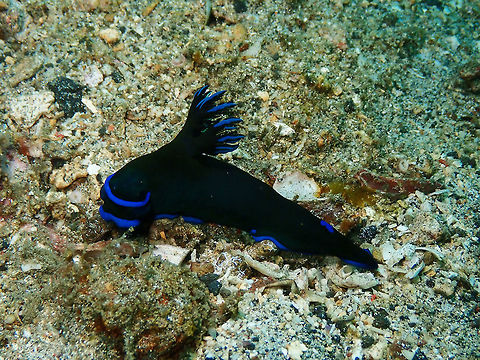 Gloomy Nudibranch (Tambja morosa) Bianca, Lembeh. Geotagged,Gloomy Nudibranch,Indonesia,Spring,Tambja morosa