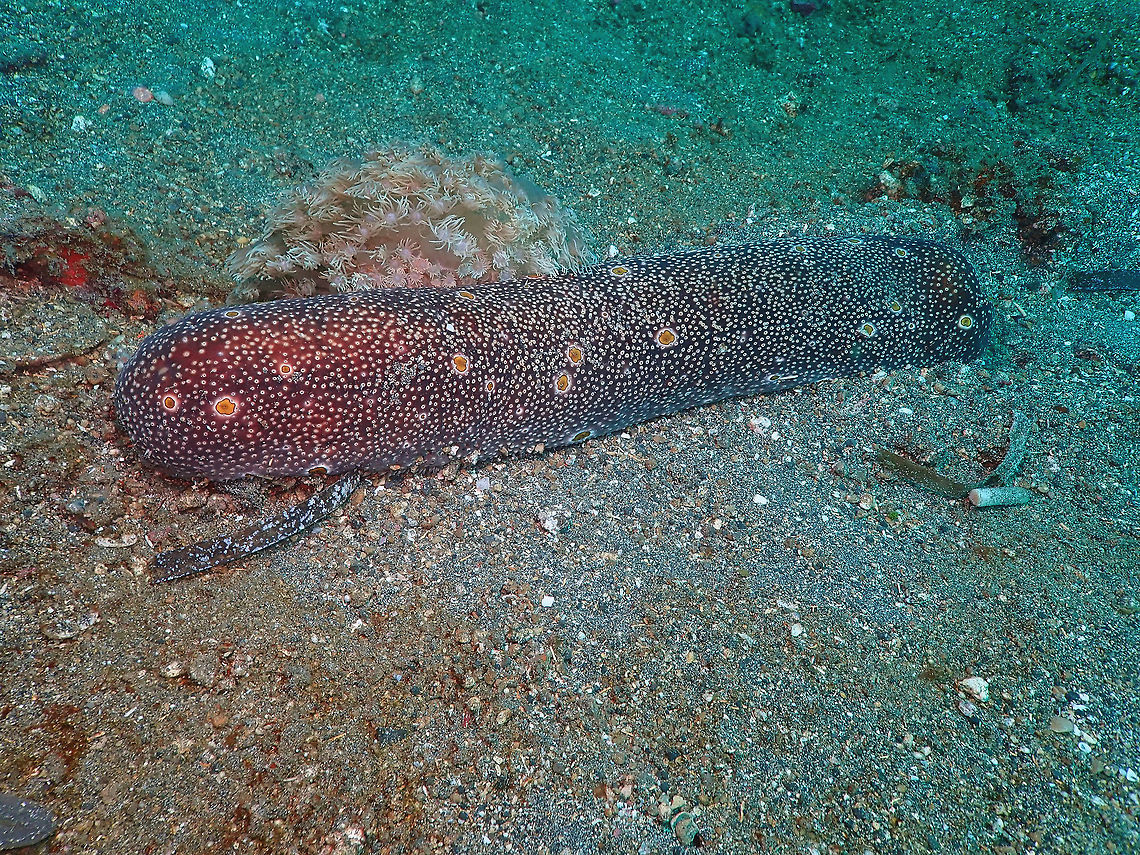 Sea Cucumber - Bohadschia sp.5 Bianca, Lembeh. One of the yet unclassified new species. Bohadschia,Geotagged,Indonesia,Lembeh,Spring,sea cucumber