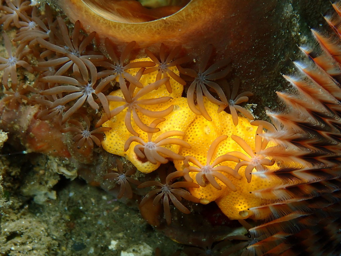 Goniopora and bryozoan Bianca, Lembeh. It has been species corrected by expert in my Flickr account. The colony is embedded in a yellow bryozoan.<br />
In case you wonder, on the right there is a tube worm (the feather-like fan thingy) Acrossota amboinensis,Ambon's Acrossota,Geotagged,Goniopora,Indonesia,Lembeh,Spring